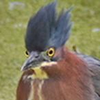 Green Heron